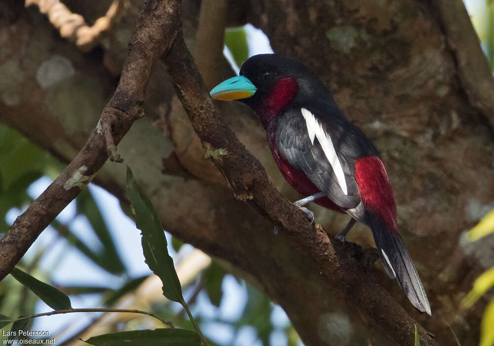 Black-and-red Broadbilladult, identification