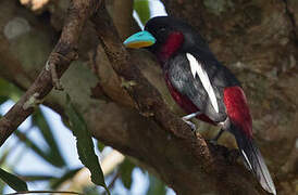 Black-and-red Broadbill