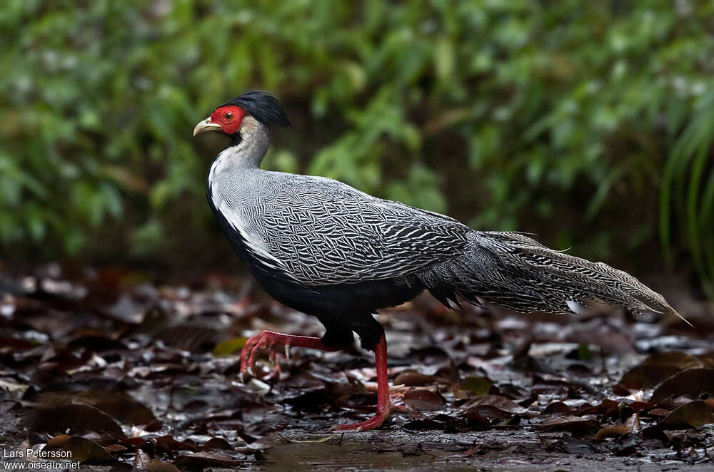 Faisan argenté mâle adulte, identification