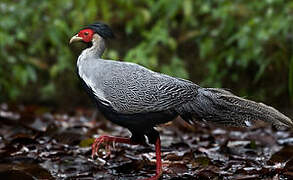 Silver Pheasant