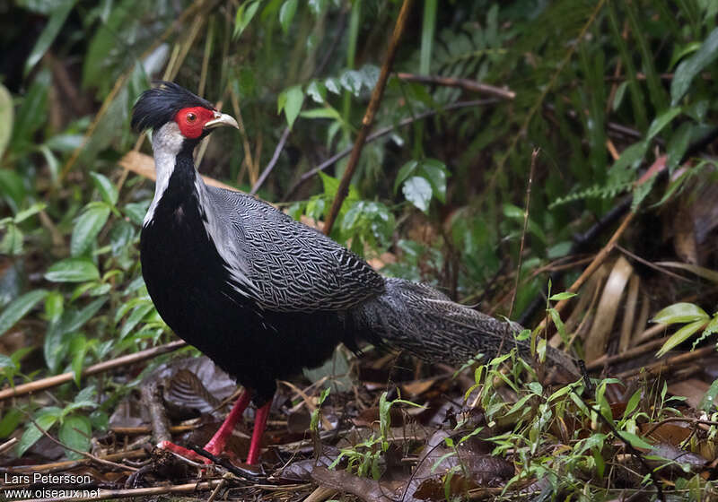 Silver Pheasant male adult, identification