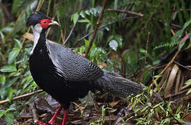 Silver Pheasant