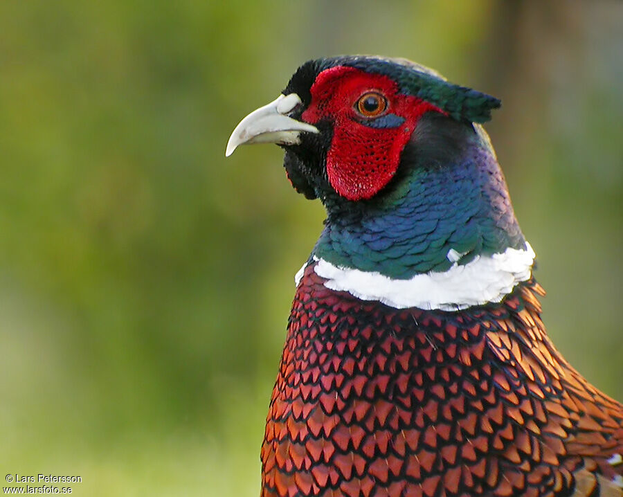 Common Pheasant