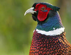 Common Pheasant