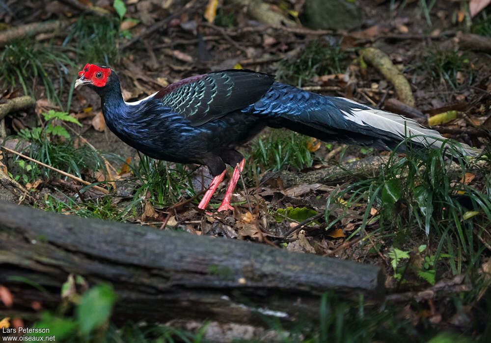 Faisan de Swinhoe mâle adulte, identification