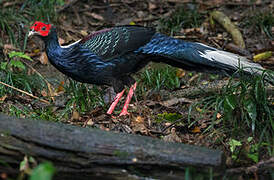 Swinhoe's Pheasant