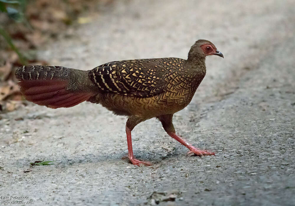 Swinhoe's Pheasant female adult, identification