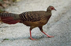 Swinhoe's Pheasant