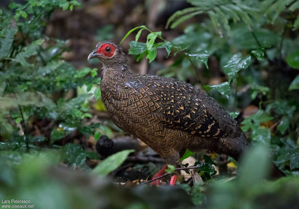 Swinhoe's Pheasant female adult, pigmentation