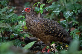 Swinhoe's Pheasant