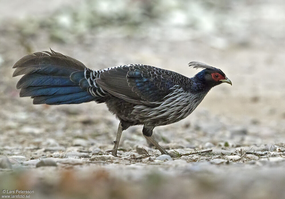 Faisan leucomèle