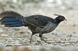 Kalij Pheasant