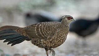 Kalij Pheasant