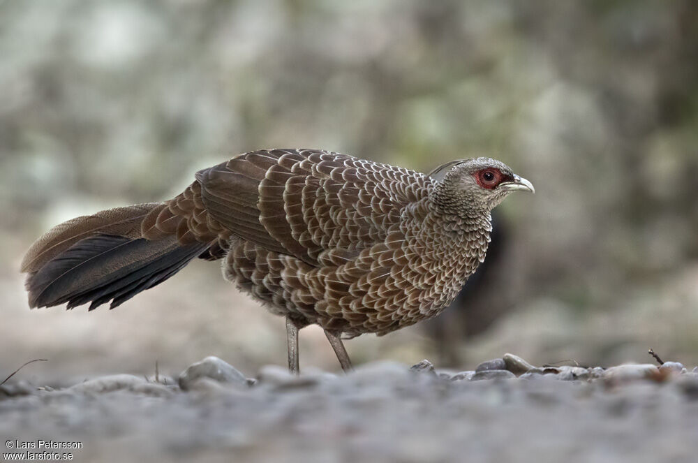 Kalij Pheasant