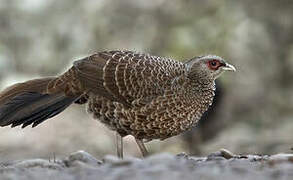 Kalij Pheasant