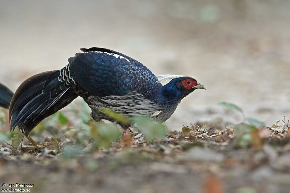 Kalij Pheasant