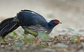 Kalij Pheasant