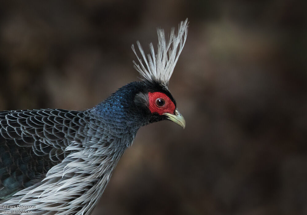 Kalij Pheasant