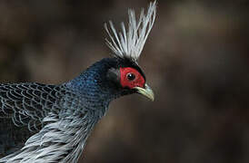 Kalij Pheasant