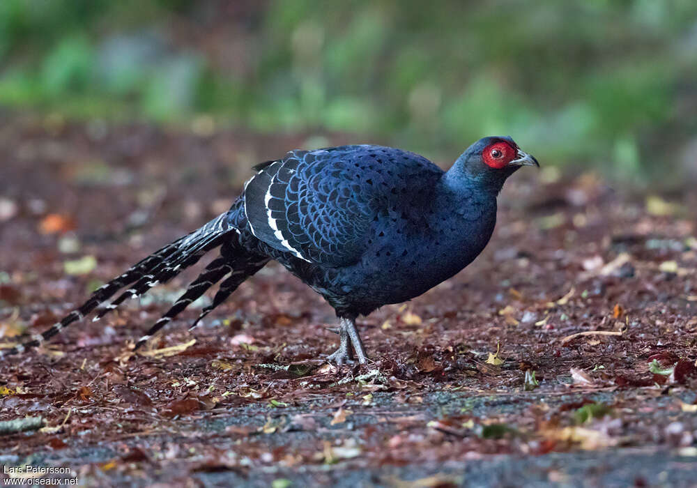 Mikado Pheasant