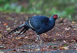 Mikado Pheasant