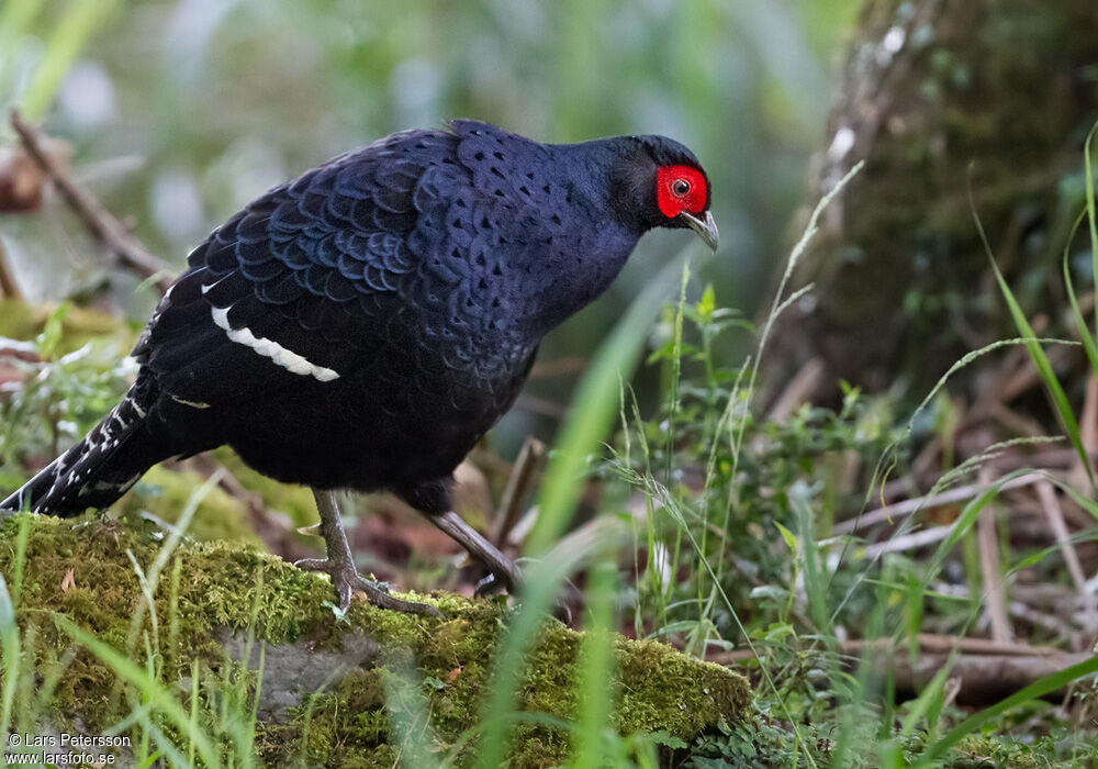 Mikado Pheasant