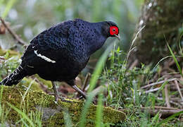 Mikado Pheasant