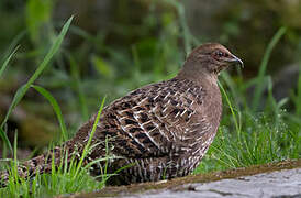 Mikado Pheasant