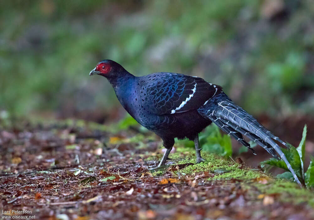 Mikado Pheasant male adult, identification