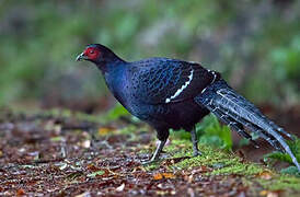 Mikado Pheasant