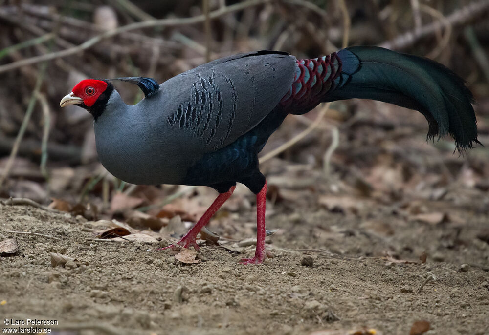 Siamese Fireback