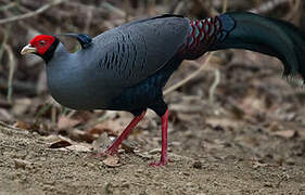 Siamese Fireback