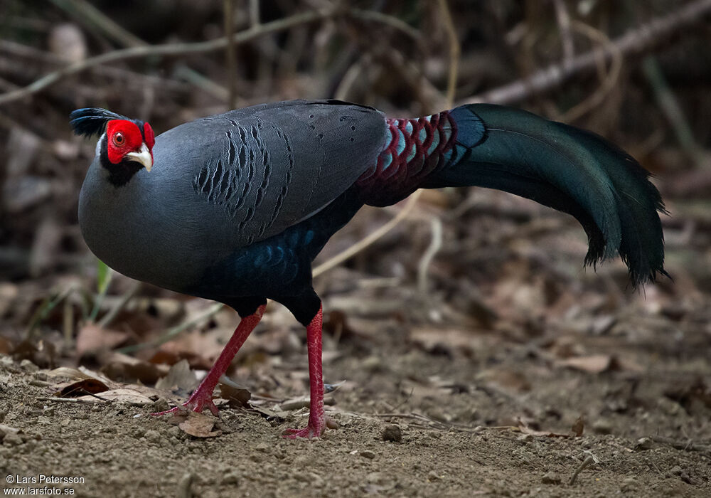 Siamese Fireback