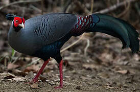 Siamese Fireback