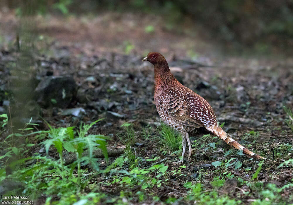 Faisan scintillant mâle adulte, identification