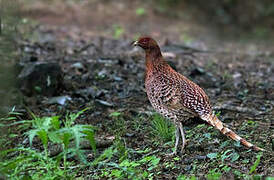 Copper Pheasant