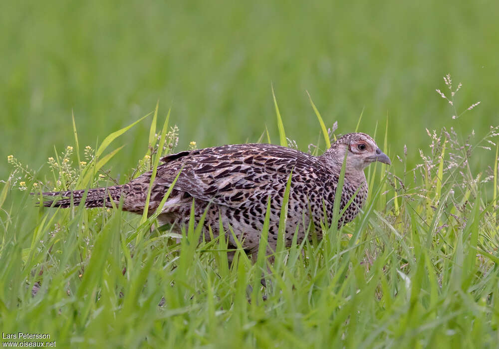 Green Pheasant female adult, identification