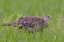 Green Pheasant