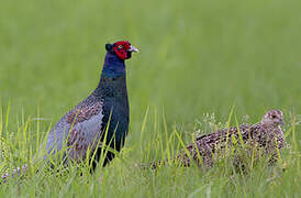 Green Pheasant