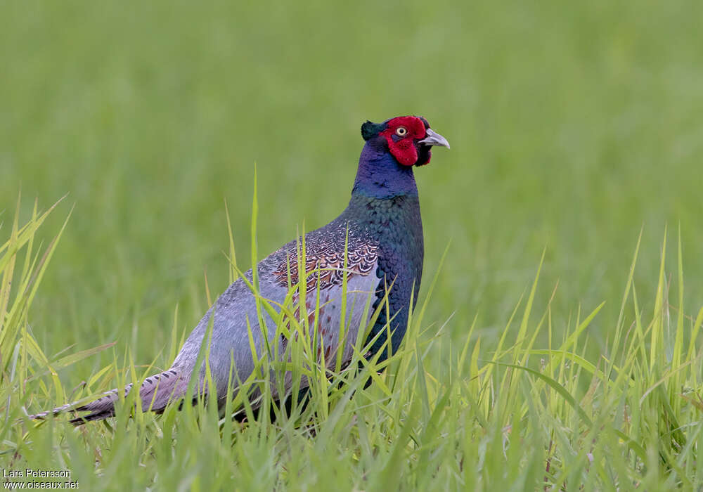 Green Pheasant male adult, identification