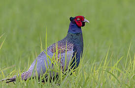 Green Pheasant