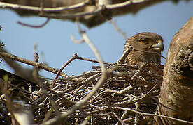 Banded Kestrel