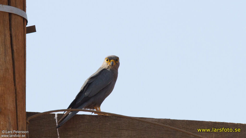 Grey Kestrel