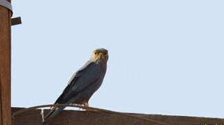 Grey Kestrel