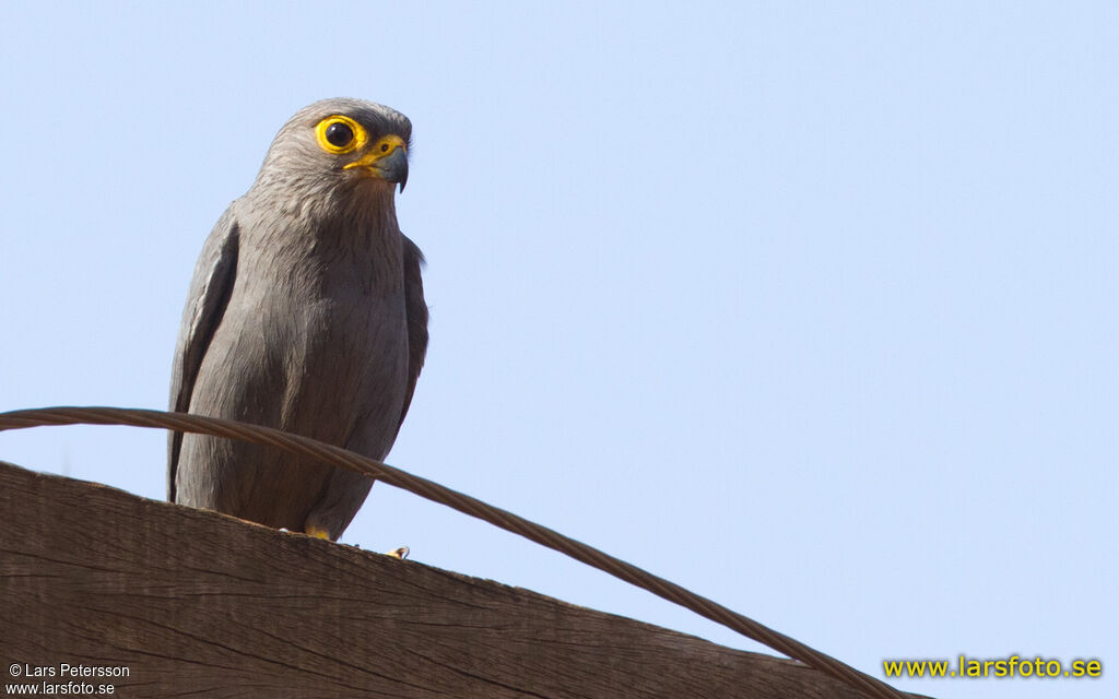 Grey Kestrel