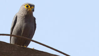 Grey Kestrel