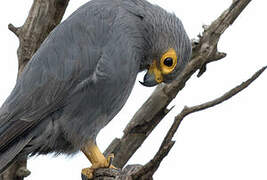 Grey Kestrel