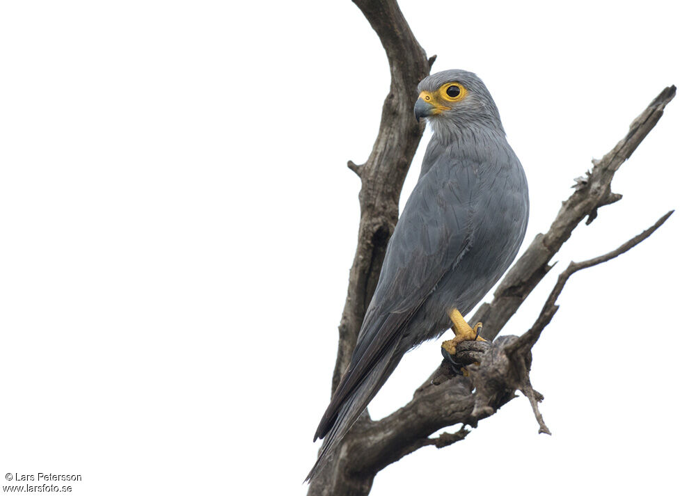 Grey Kestrel