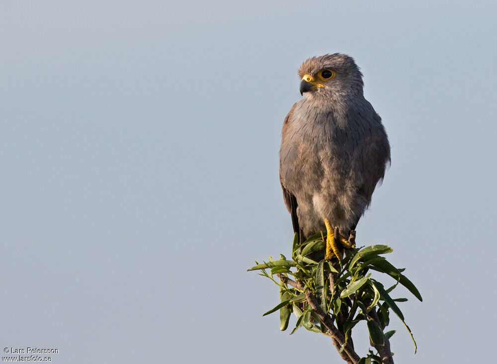 Grey Kestrel