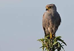 Grey Kestrel